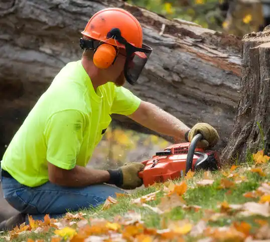 tree services Peralta